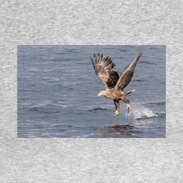 White-tailed eagle's successful fishing by mjoncheres